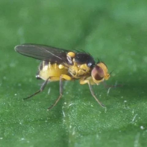 thumbnail for publication: Vegetable Leafminer, Liriomyza sativae Blanchard (Insecta: Diptera: Agromyzidae)